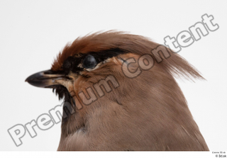 Bohemian waxwing Bombycilla garrulus head 0008.jpg